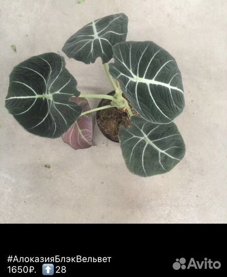 Редкие комнатные цветы