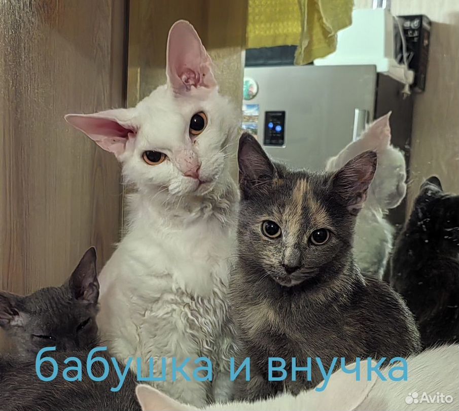 Котята,кошечки