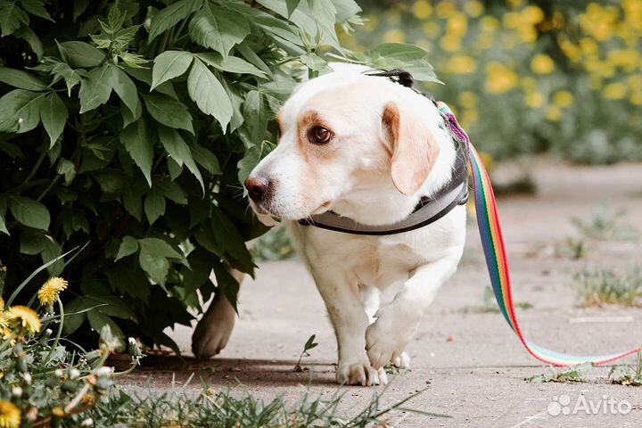 Луиза ищет семью