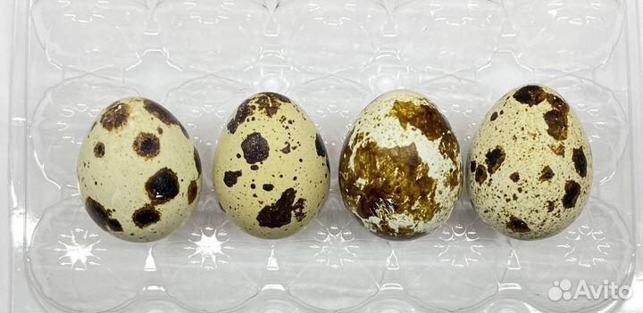 Яйца перепелиные домашние