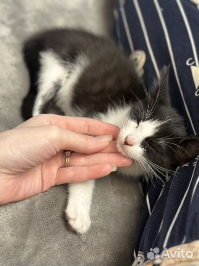 Котенок
