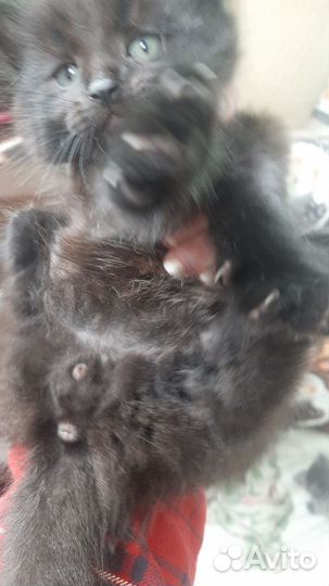 Кошки в добрые руки бесплатно