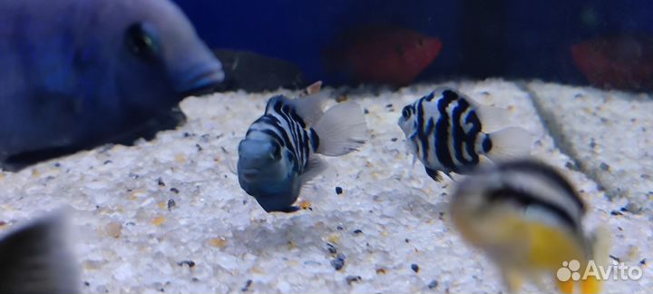 Рыбки цихлиды