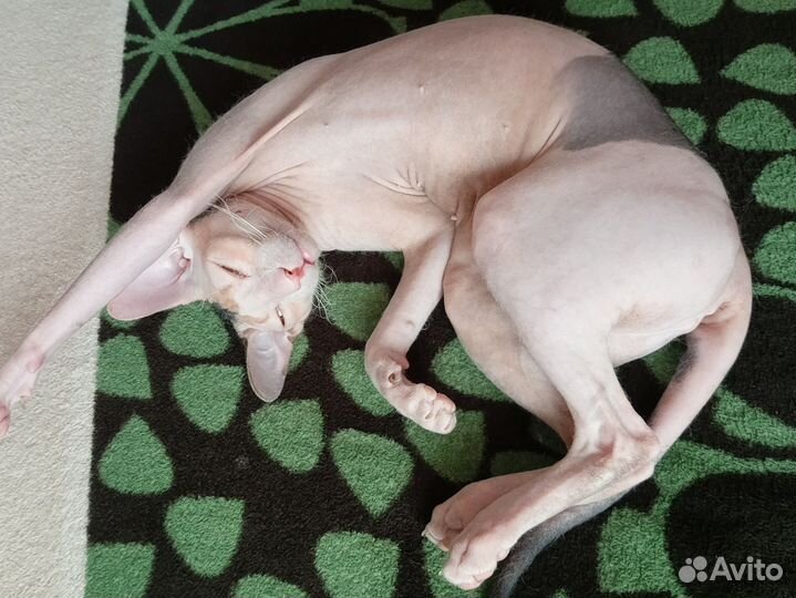 Донской сфинкс