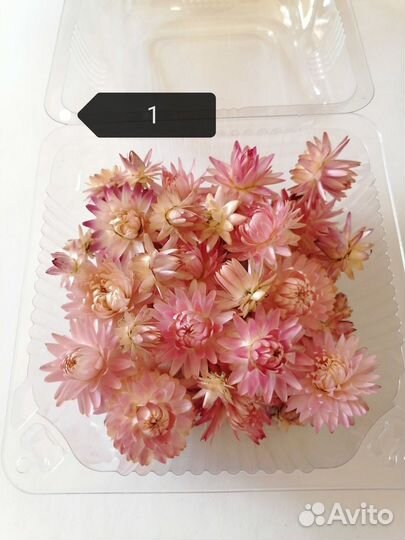 Сухоцветы гелихризум коробочка