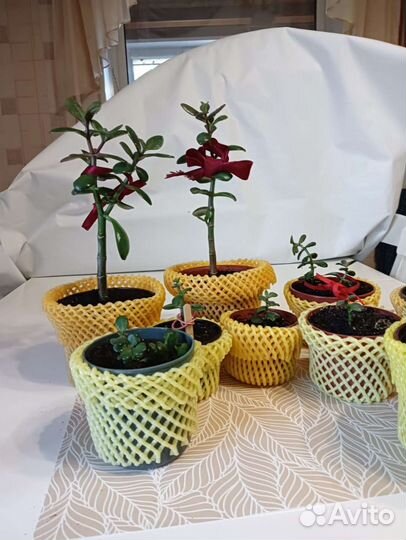 Толстянка (Денежное дерево)