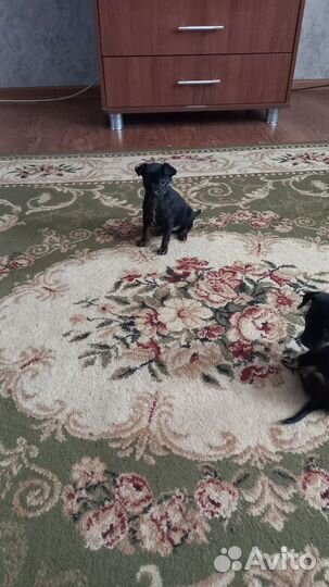 Той-терьер щенки