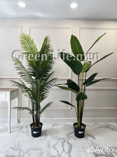 Искусственные банановые пальмы, Стрелиция