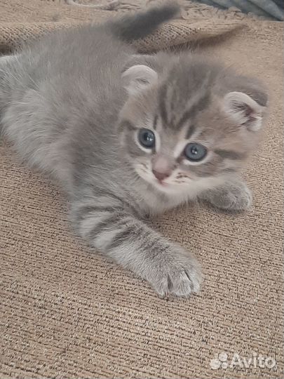 Отдам в добрые руки котят