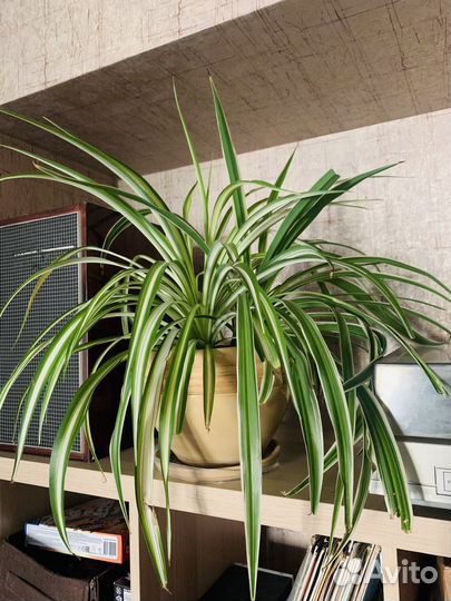 Хлорофитум