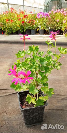 Пеларгония плющелистная Balcon Noa - молодое расте