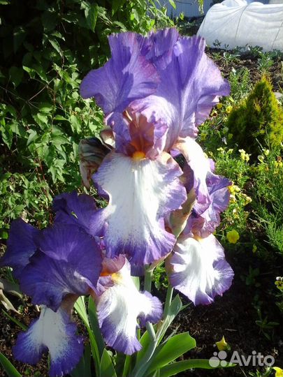 Ирис / лилейник