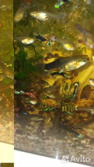 Аквариумные рыбки гуппи