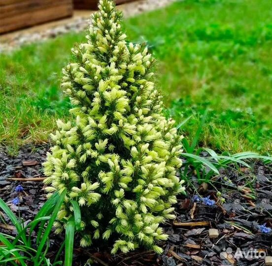 Ель Дейзи Вайт и Коника