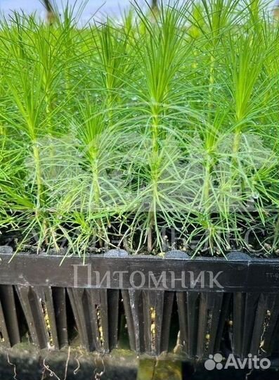 Зкс Сосна сеянцы Ели Лиственницы окс Голуб Горная