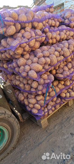 Картофель коломбо 5+