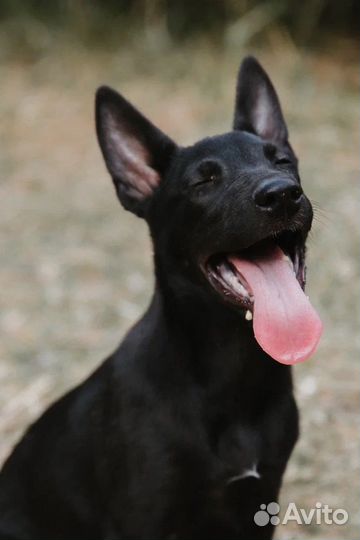 Щенок в беде