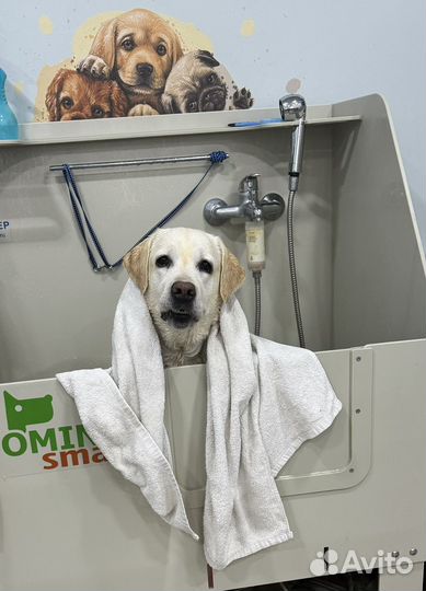 Грумер (линька, стрижка собаки, кошки)