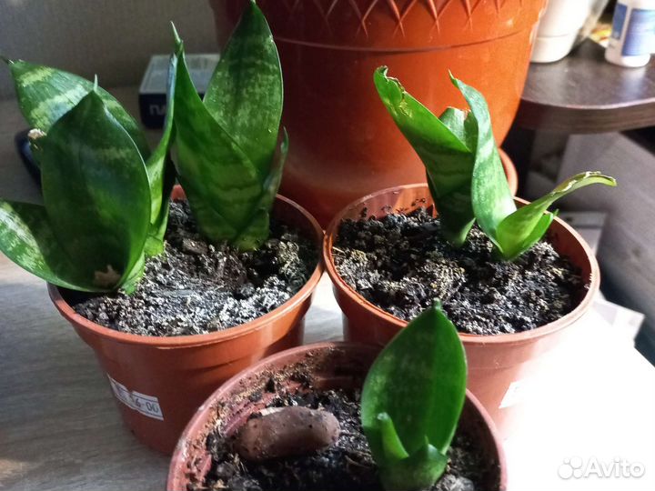 Сансевиерия ханни