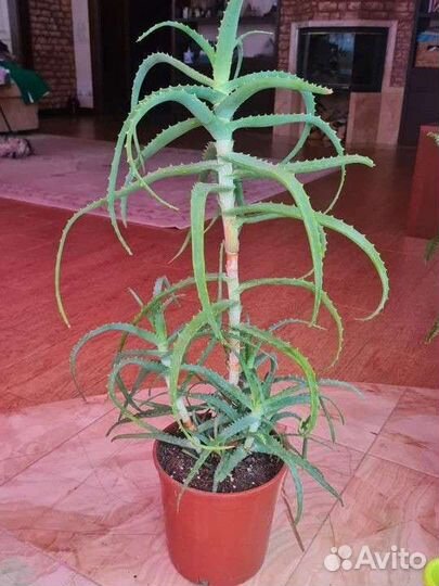 Алоэ столетник