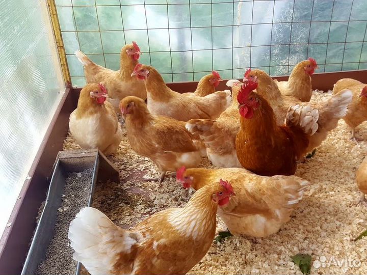 Куры несушки Кросс Коралл порода