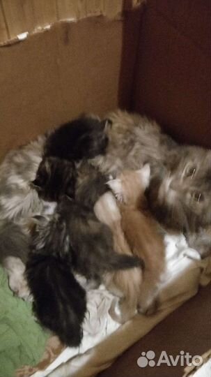 Котята мейн-кун