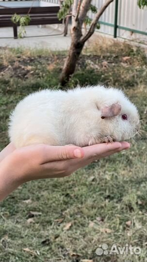 Морская свинка Тедди самка
