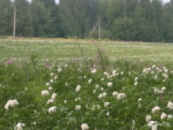 Сено в рулонах