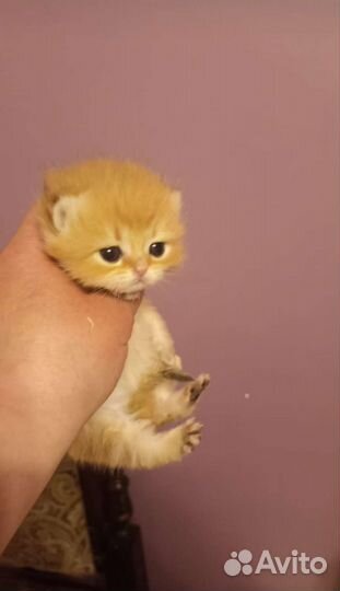 Золотая шиншилла