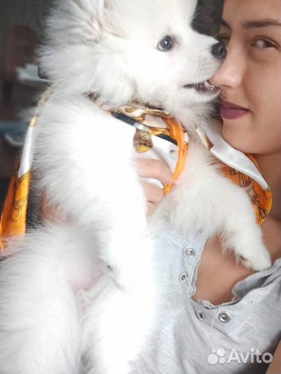 Шпиц, японский шпиц