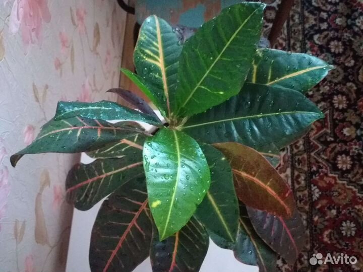 Кротон