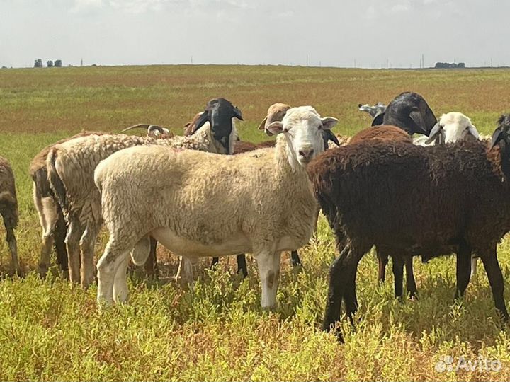 Баран дорпер