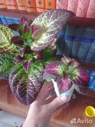 Колеус аватар