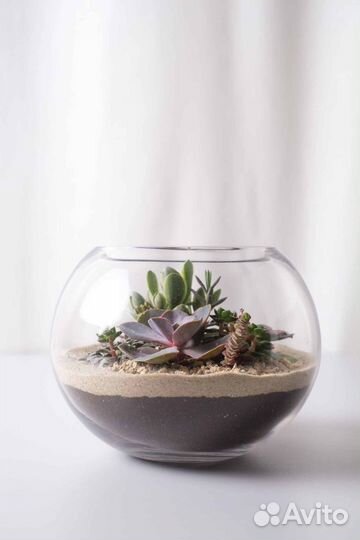 Флорариум суккуленты