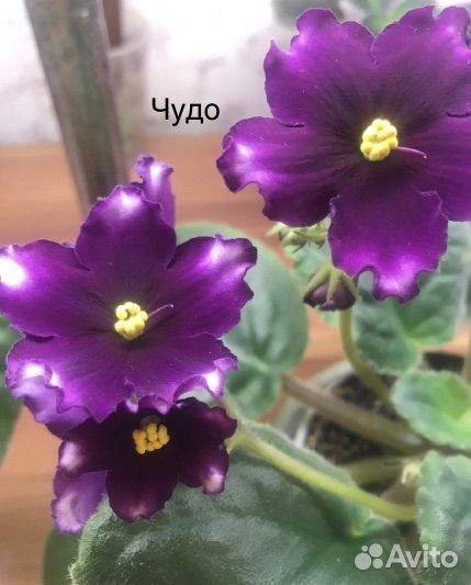 Сортовые фиалки (10 сортов)