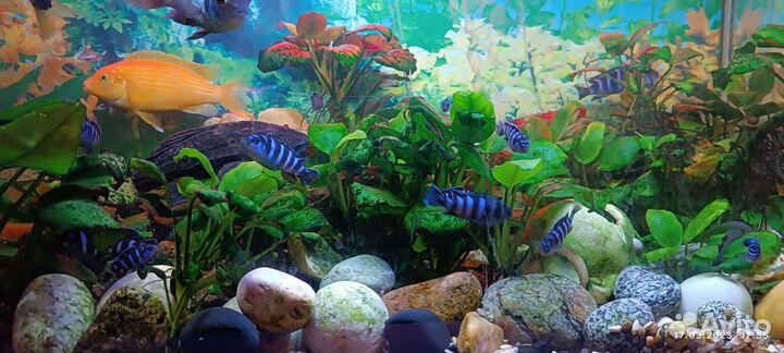 Аквариумные рыбки цихлиды