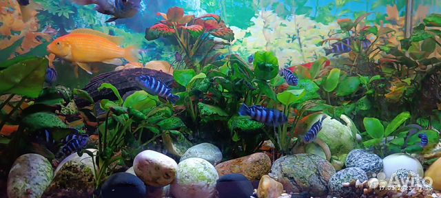 Аквариумные рыбки цихлиды