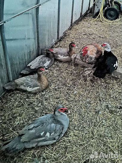 Мускусные утки