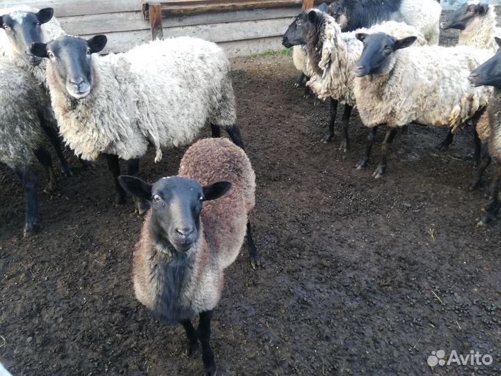 Бараны романовской породы