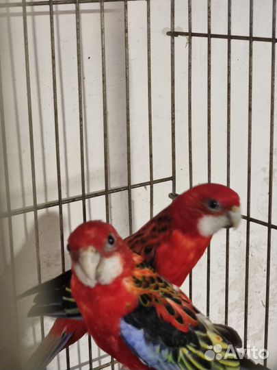 Попугай розелла