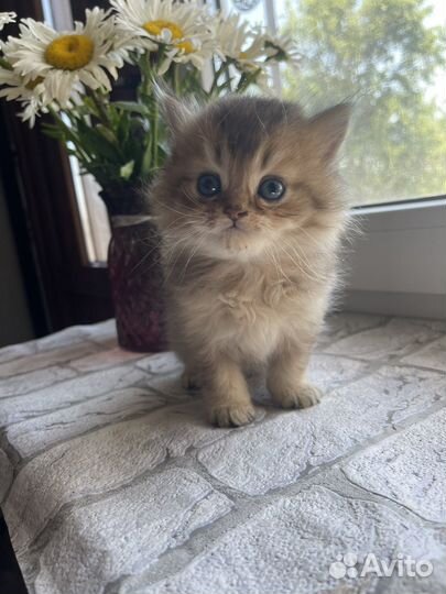 Шотландские котята чистокровные