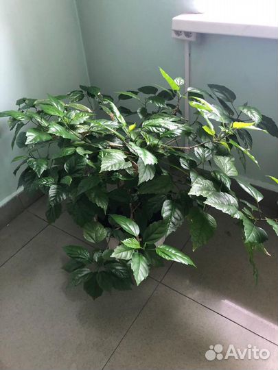 Комнатные растения цветы большие