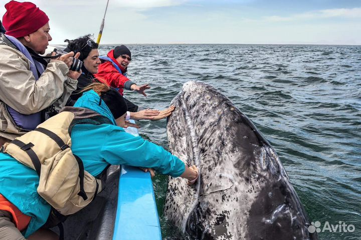 К китам в Териберку