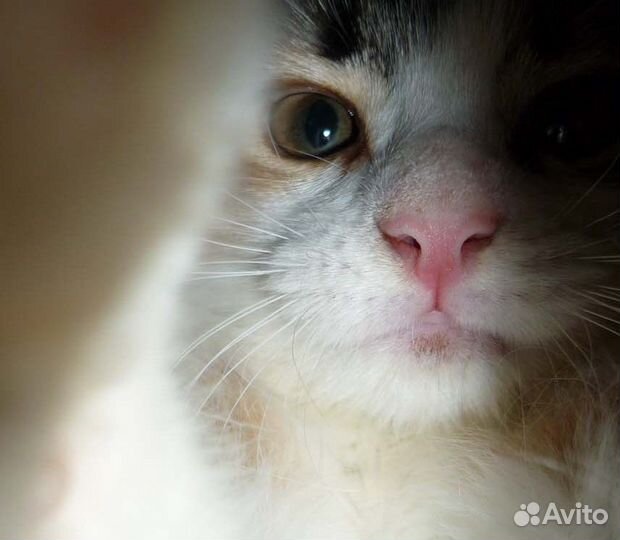 Котоняня, зооняня