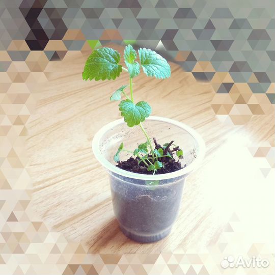 Мята в горшочке