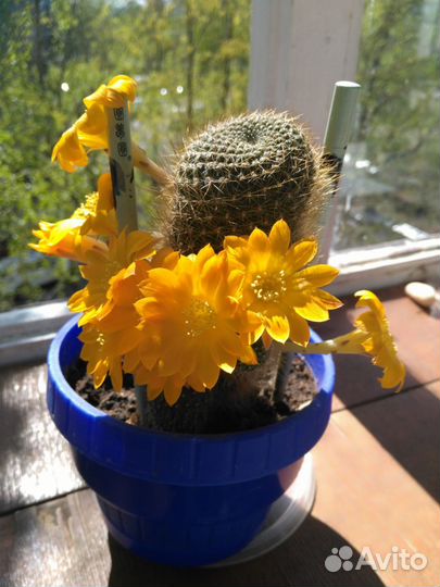 Кактус ребуция