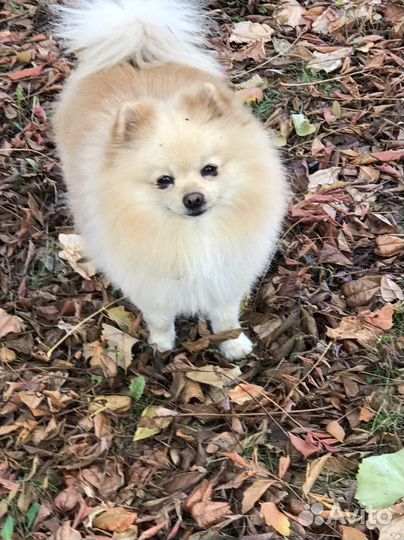 Отель для ваших четвероногих любимцев