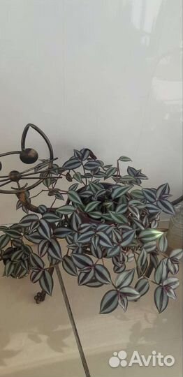 Традесканция зебрина шикарная