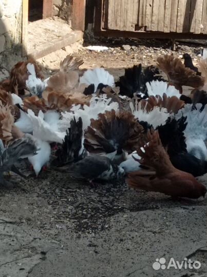 Продажа голубей