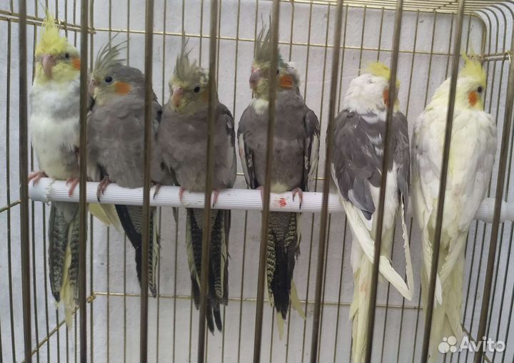 Попугаи корелла-нимфа молодые